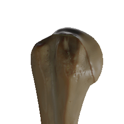 Head of the humerus