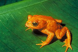 Golden toad (Bufo periglenes) – last seen in 1989