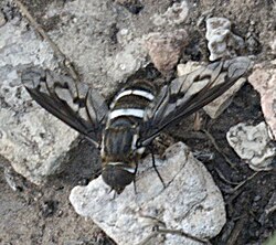 According to the entomologist Andy Calderwood, this fly of the genus Exoprosopa belongs to an undescribed species (as of September, 2009).