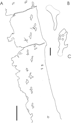 The probable azhdarchid trace fossil Haenamichnus uhangriensis.