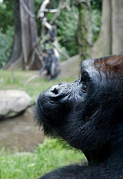 Western lowland gorilla at Bronx Zoo