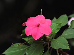 Impatiens walleriana