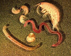 Photomicrograph of typical benthic animals, including (from top to bottom) amphipods, a polychaete worm, a snail, and a chironomous midge larva
