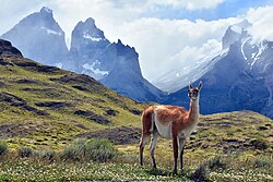 A guanaco in Torres del Paine National Park, Chile.
