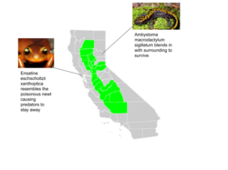 The Central Valley in California prevents the two salamander populations from interacting with each other which is an example of habitat isolation. After many generations the two salamander gene pools will become mutated caused by natural selection. The mutation will change the DNA sequence of the two populations enough that the salamander populations can no longer successfully breed between each other making the populations of salamander become classified as different species.