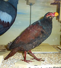 a specimen of the Tooth-billed pigeon, endemic to Samoa, where it's considered the country's national bird