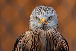 Red kite, falconry Adlerwarte Obernberg am Inn, Upper Austria