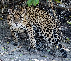 Jaguar in the area of Miranda near Amazon basin