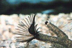 This sabellid tubeworm is budding