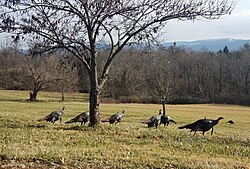 Wild turkeys foraging in the Appalachian Foothills of Pennsylvania