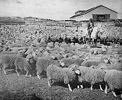 Tierra del Fuego sheep ranch, 1942: The region's primary activity then, it has been eclipsed by the decline in the global wool market as much as by petroleum and gas extraction.