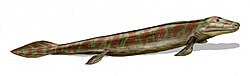 Life restoration of Tiktaalik roseae