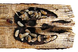Gallery of Xylosandrus crassiusculus split open, with larvae and black fungus