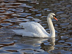 Mute swans are a monogamous species.