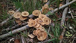 Fungi in the forest floor (Marselisborg Forests in Denmark)