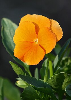 Viola 'Clear Crystals Apricot'The specific epithet may be omitted from a cultivar name.