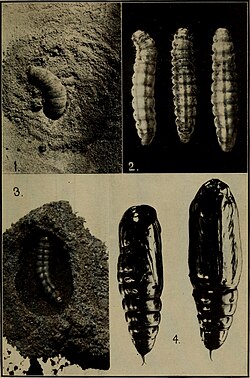 1) Full-grown larva entering soil for pupation; 2) three larvae showing shrunken appearance just before pupation; 3) larva in cocoon as made in sandy soil; 4) two bollworm pupae