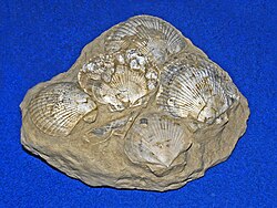 Fossil shells of Pecten nigromagnus from Pliocene of Italy
