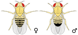 Female (left) and male (right) D. melanogaster