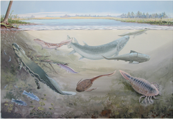 The Devonian period saw the development of early sharks, armoured placoderms and various lobe-finned fishes including the tetrapod transitional species
