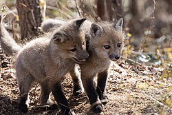 Juvenile red foxes are known as cubs or kits.