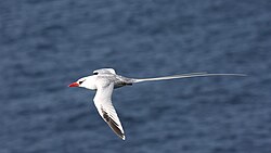 Red-billed tropicbird (Phaethon aethereus subsp. mesonauta) in waters around Trinidad & Tobago