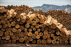 IKEA consumes roughly 21 million cubic meters of wood annually[294]