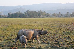 Indian rhino cow with calf