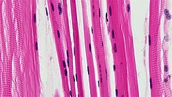 Striated skeletal muscle cells in microscopic view