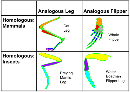 Homology and analogy in mammals and insects: on the horizontal axis, the structures are homologous in morphology, but different in function due to differences in habitat. On the vertical axis, the structures are analogous in function due to similar lifestyles but anatomically different with different phylogeny.[a]