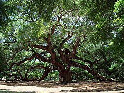 The Angel Oak on Johns Island, South Carolina. The man under the tree is 1.8 m (5 ft 11 in) tall.