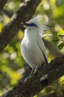 Bali myna (Jalak Bali) is one of the protected birds located in West Bali National Park