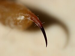 Stinger of an Arizona bark scorpion