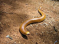 The red worm lizard was named Amphisbaena alba in 1758.