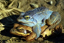Male moor frogs become blue during the height of mating season. Blue reflectance may be a form of intersexual communication. It is hypothesised that males with brighter blue coloration may signal greater sexual and genetic fitness.[129]