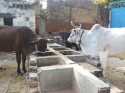 Humped cattle serving as dairy cows in India