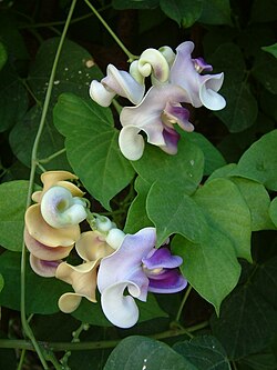 This image illustrates how truly unique the shape and colors of this plant's petals are.