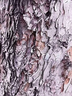 The bark of Pinus thunbergii is made up of multiple shiny layers.