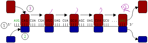Figure 5: Translation of mRNA (1) by a ribosome (2)(shown as small and large subunits) into a polypeptide chain (3). The ribosome begins at the start codon of RNA (AUG) and ends at the stop codon (UAG).