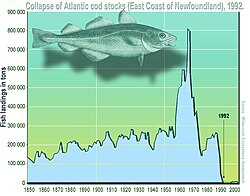 Atlantic cod stocks were severely overexploited in the 1970s and 1980s, leading to their abrupt collapse in 1992.[173]