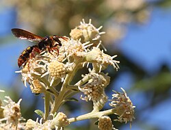 A Scoliid wasp (Scolia chrysotricha) foraging