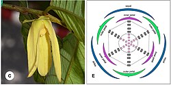 Photograph and axial plane floral diagram of Friesodielsia desmoides, showing the whorled pattern of multiple concentric objects.
