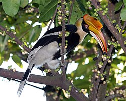 Female great hornbill feeding on figs. Fruit forms a large part of the diet of forest hornbills.