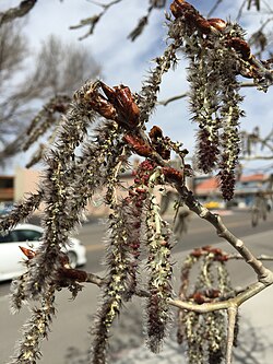 Aspen catkins in spring