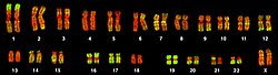 Karyogram from a human female lymphocyte probed for the Alu sequence using FISH