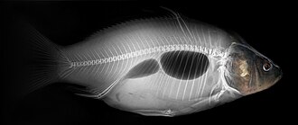 European carp x-ray
