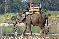 Elephants are used for safari tourism in some Asian countries
