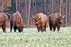 The European bison (żubr), one of Poland's national animals, is commonly found at the ancient and UNESCO-protected Białowieża Forest.