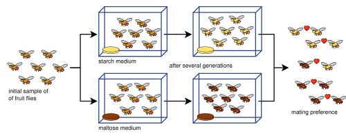 A simplification of an experiment where two vicariant lines of fruit flies were raised on harsh maltose and starch mediums respectively. The experiment was replicated with 8 populations; 4 with maltose and 4 with starch. Differences in adaptations were found for each population corresponding to the different mediums.[82] Later investigation found that the populations evolved behavioral isolation as a pleiotropic by-product from this adaptive divergence.[83] This form of pre-zygotic isolation is a prerequisite for speciation to occur.
