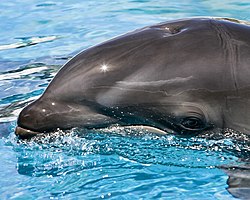 Kawili Kai, a second-generation wolphin calf, born of the mating of a male bottlenose dolphin and a first-generation wolphin female (herself a hybrid of a bottlenose dolphin and a false killer whale).